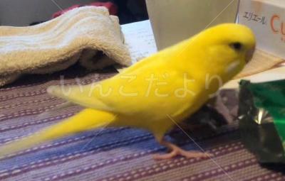 迷い鳥の写真