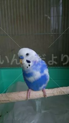 保護鳥の写真