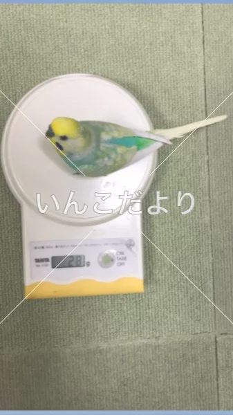 迷い鳥の写真