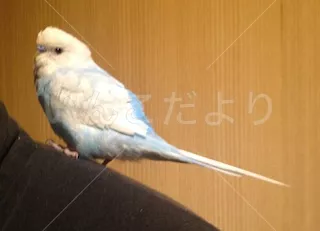 保護鳥の写真