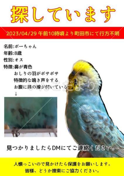 迷い鳥の写真
