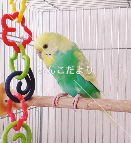 迷い鳥の写真