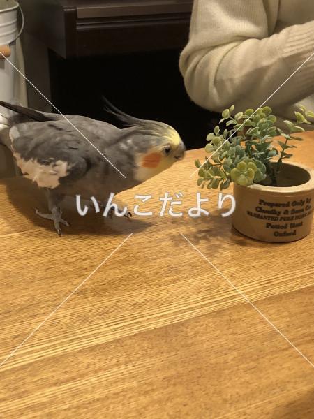 迷い鳥の写真