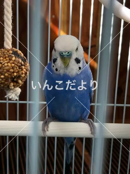 保護鳥の写真