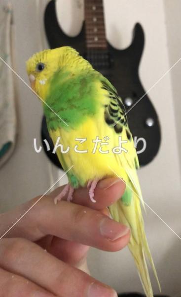 迷い鳥の写真