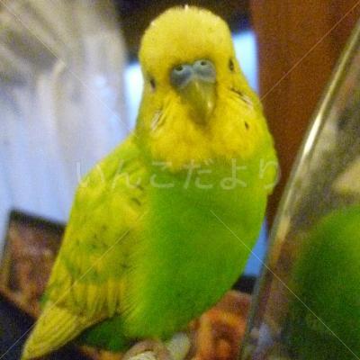 迷い鳥の写真