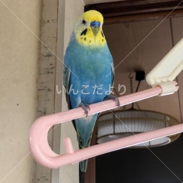 迷い鳥の写真