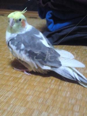 迷い鳥の写真