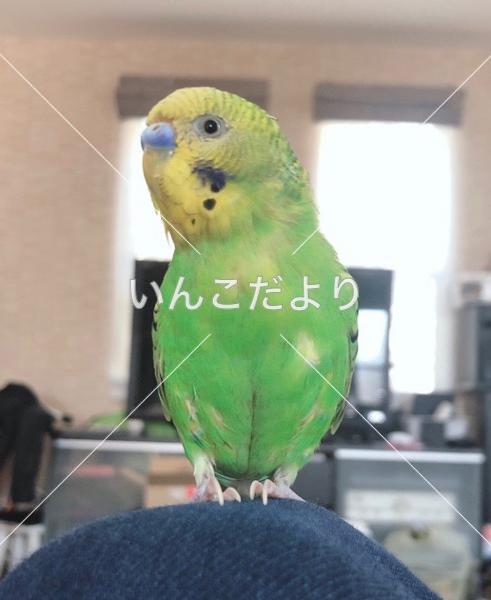 迷い鳥の写真