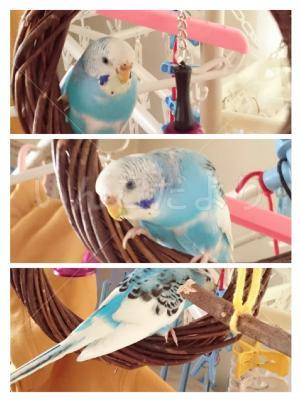 迷い鳥の写真