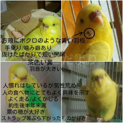迷い鳥の写真