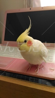 迷い鳥の写真