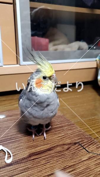迷い鳥の写真