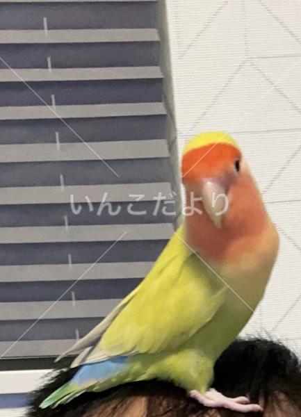 迷い鳥の写真