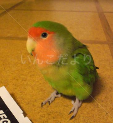 迷い鳥の写真