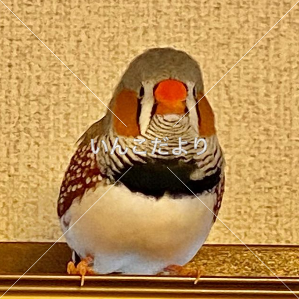 迷い鳥の写真