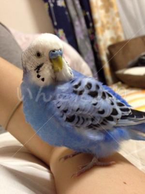 迷い鳥の写真