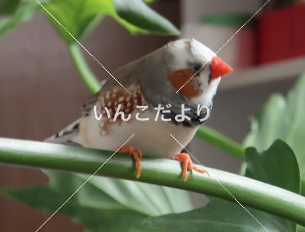 迷い鳥の写真