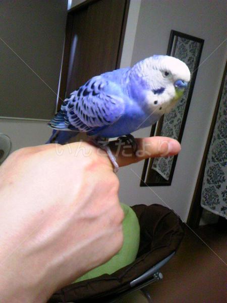 保護鳥の写真