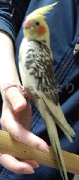 迷い鳥の写真