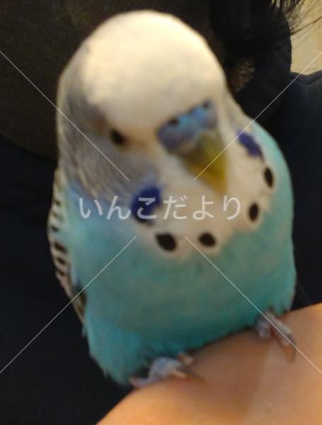 迷い鳥の写真