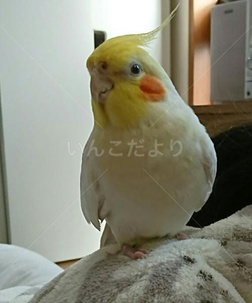 迷い鳥の写真