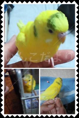 迷い鳥の写真