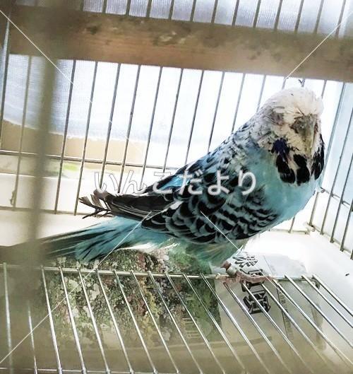 保護鳥の写真