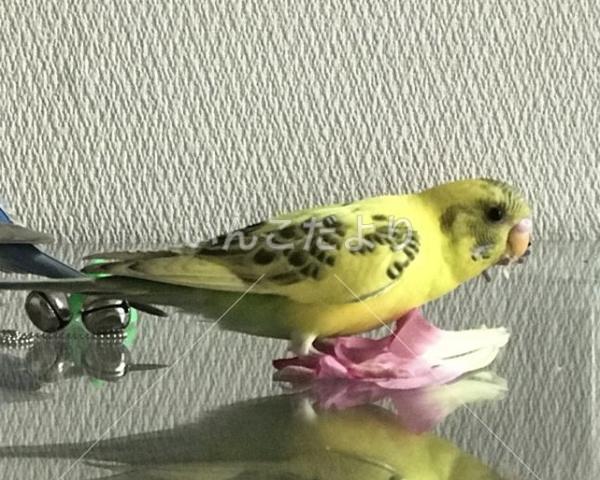迷い鳥の写真
