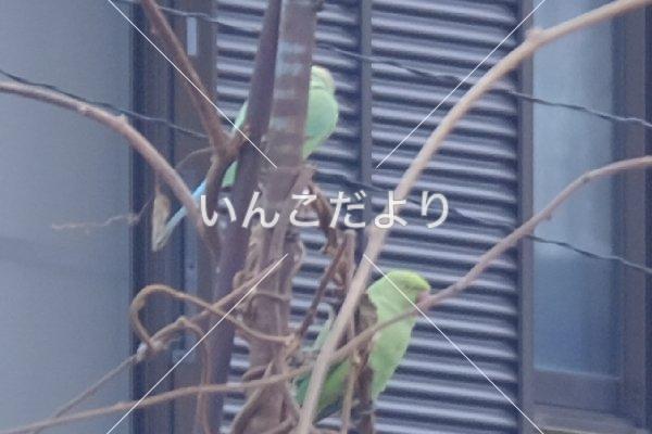 迷い鳥の写真