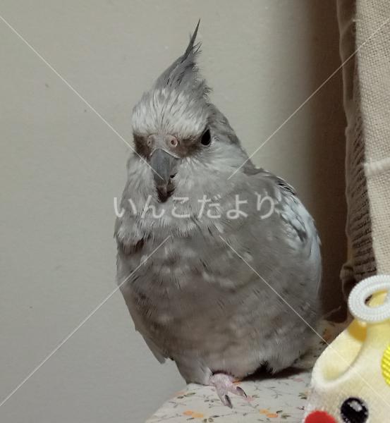 迷い鳥の写真