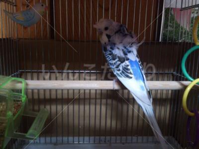 迷い鳥の写真