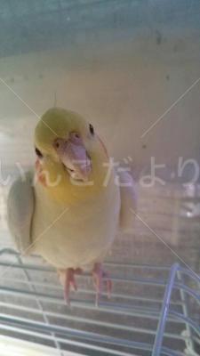 迷い鳥の写真