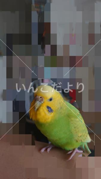 保護鳥の写真