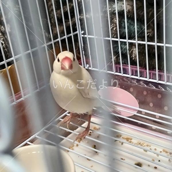 保護鳥の写真