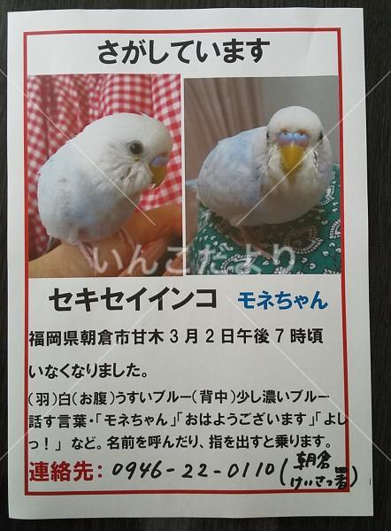 迷い鳥の写真