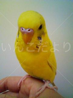 迷い鳥の写真