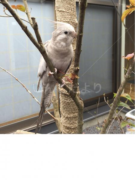 迷い鳥の写真