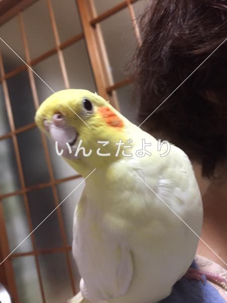 迷い鳥の写真