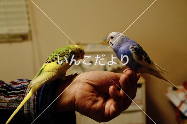 迷い鳥の写真