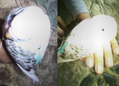 保護鳥の写真