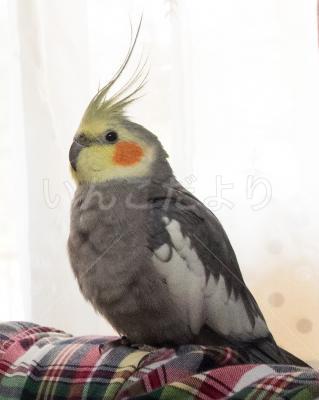 迷い鳥の写真