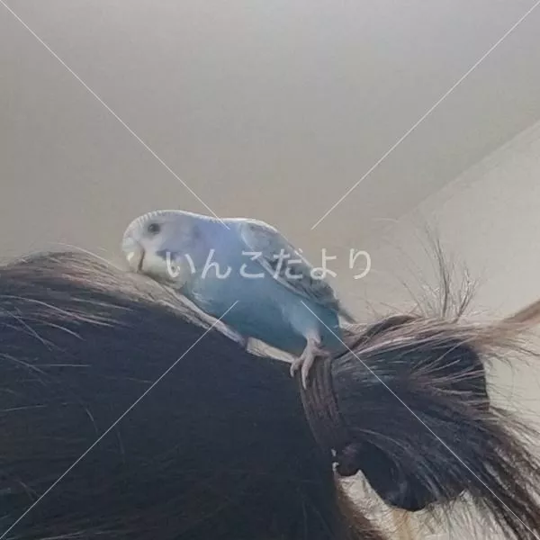 迷い鳥の写真