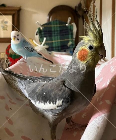迷い鳥の写真