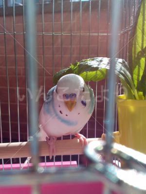 保護鳥の写真