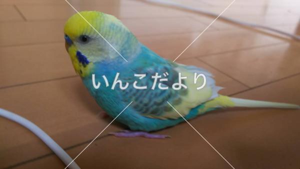 迷い鳥の写真