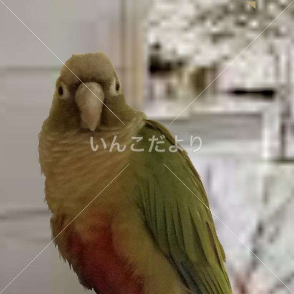 迷い鳥の写真