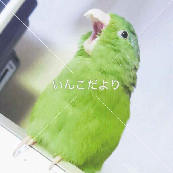 迷い鳥の写真