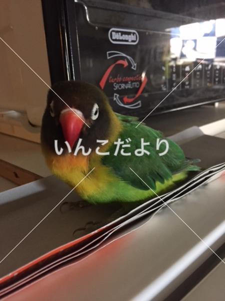 迷い鳥の写真