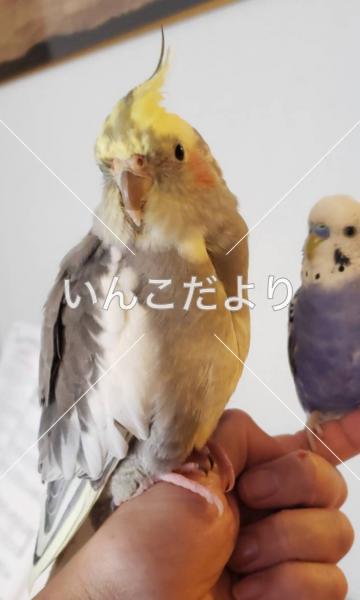 迷い鳥の写真